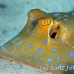 ray_bluespotted_ad3_si_h_0072_egy2387.jpg